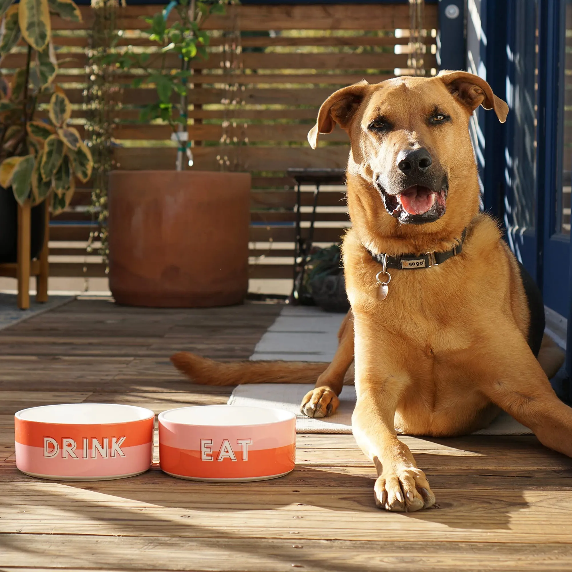 Custom Color Duo Dog Bowl